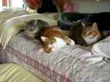 Kats and Kits: Basil, Tansy & friend