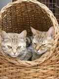 Kats and Kits: Basket Cases 1