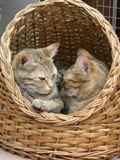 Kats and Kits: Basket Cases 2