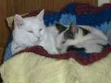 Kats and Kits: Omo & Ollie